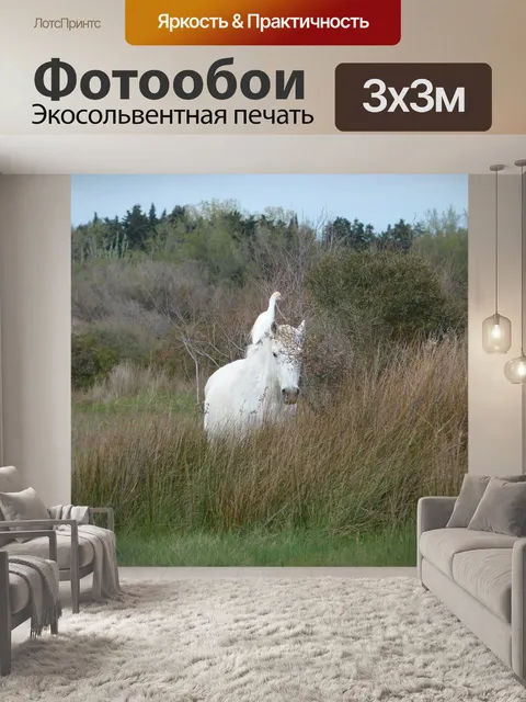 Фотообои Лошадь