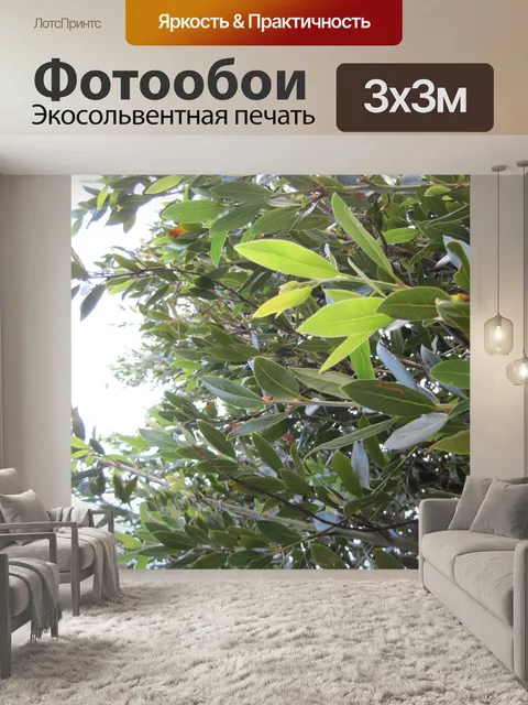 Фотообои Листва оливкового дерева