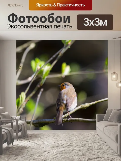 Фотообои Робин, Erithacus rubecula