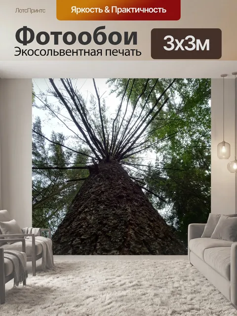 Фотообои Вид дерева 2