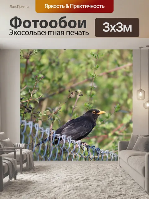 Фотообои Черный дрозд