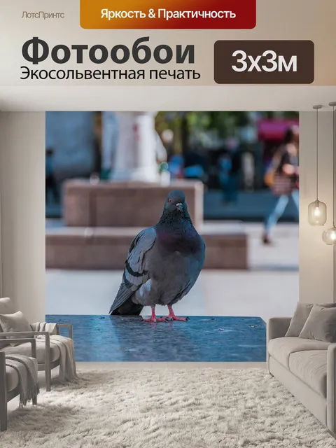 Фотообои Голубь