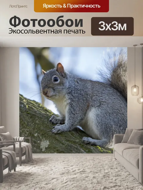 Фотообои Серые Белки Sciurus carolinensis