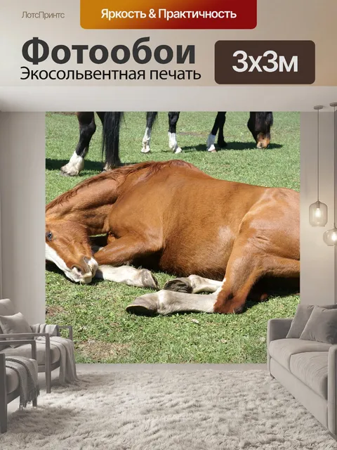 Фотообои Лошадь