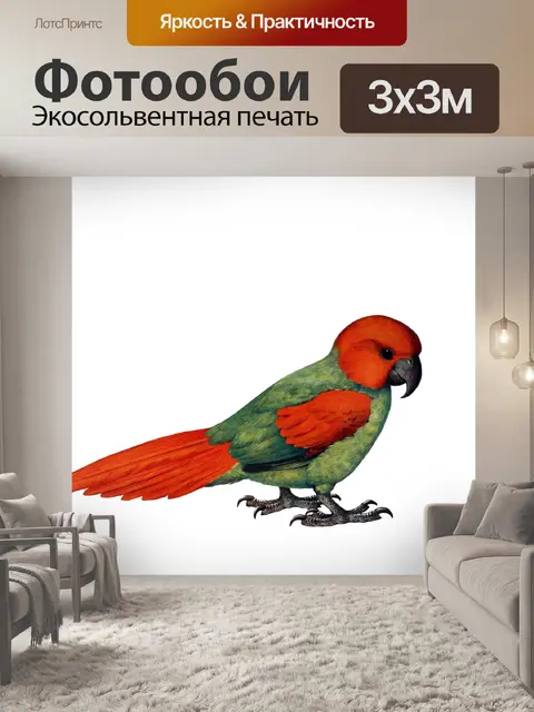 Фотообои Попугай