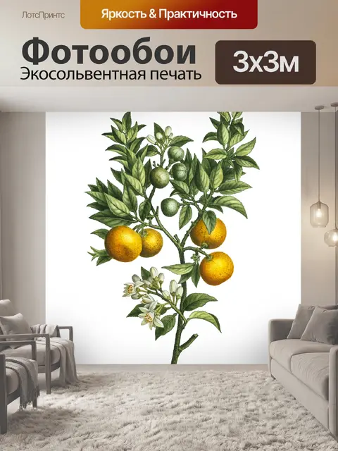 Фотообои Винтажный клипарт фруктовые апельсины