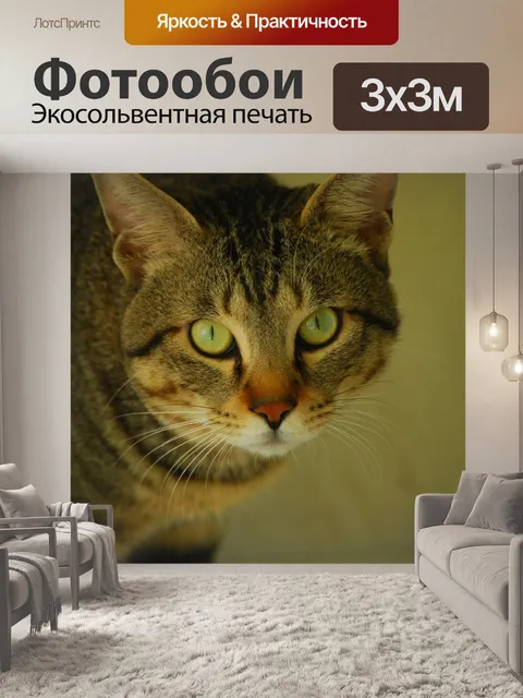 Фотообои Кошка
