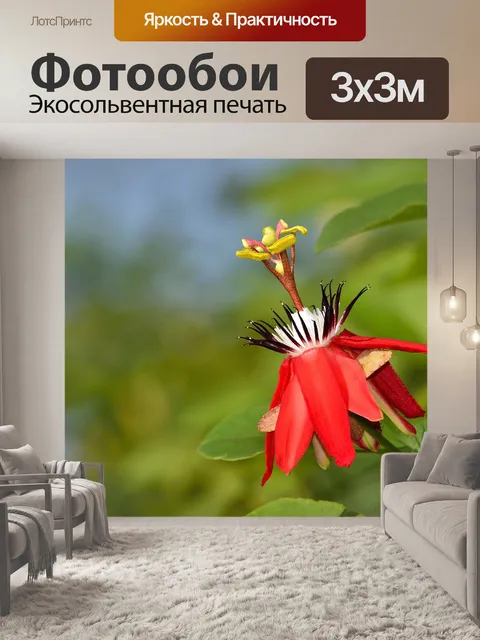 Фотообои Цветок