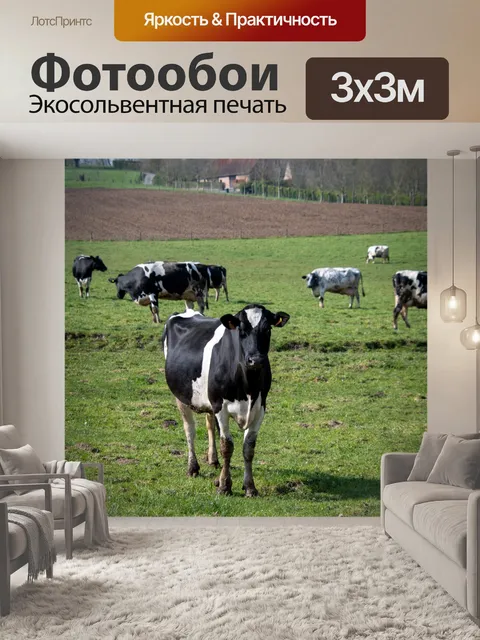 Фотообои Коровы, черно-белая пятнистая корова
