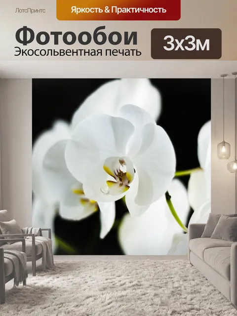 Фотообои Орхидея