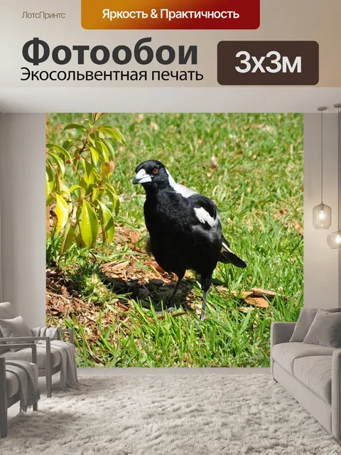 Фотообои Сорока