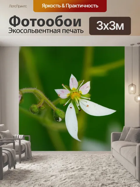 Фотообои Цветок