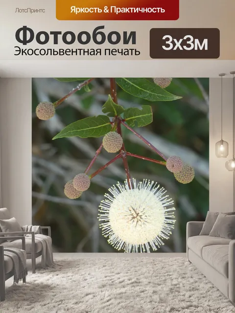 Фотообои Цветы