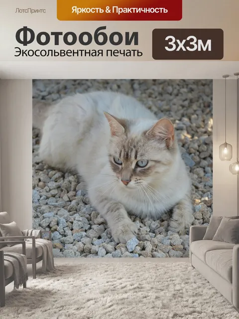 Фотообои Кошка