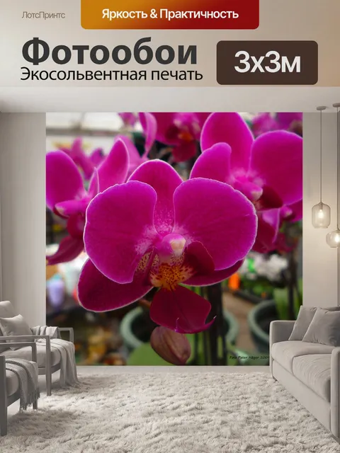 Фотообои Цветущие орхидеи
