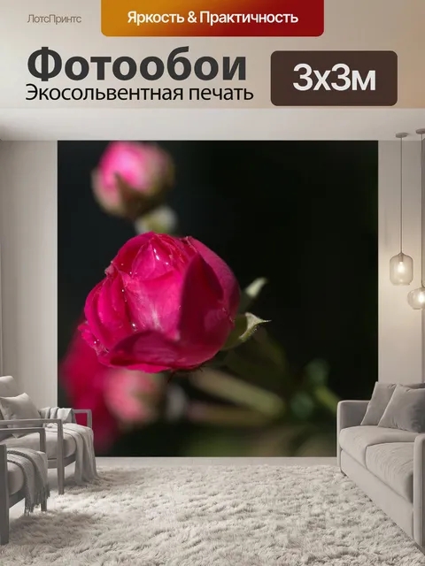 Фотообои Роза