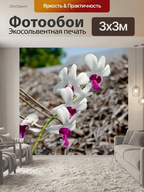 Фотообои Орхидеи