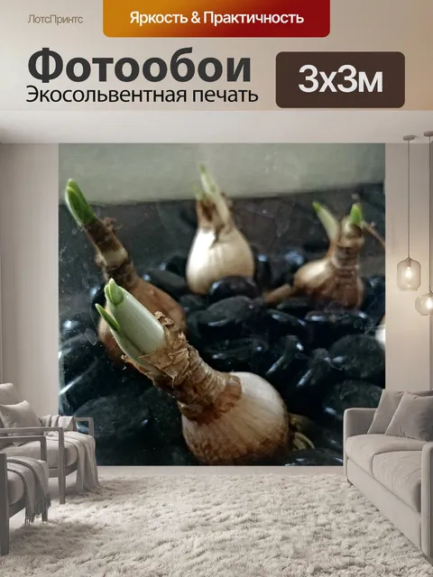 Фотообои Маленький луковый рост