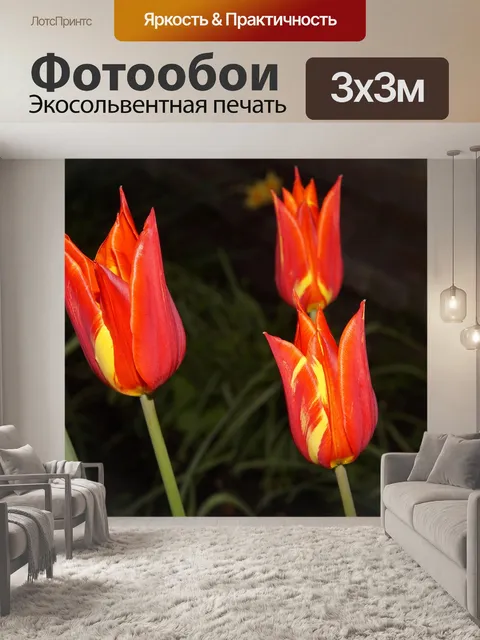 Фотообои Тюльпаны
