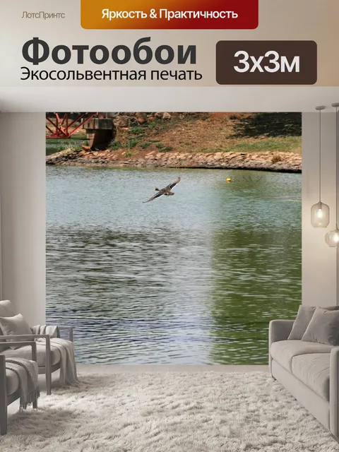 Фотообои кряквы в полете над водой