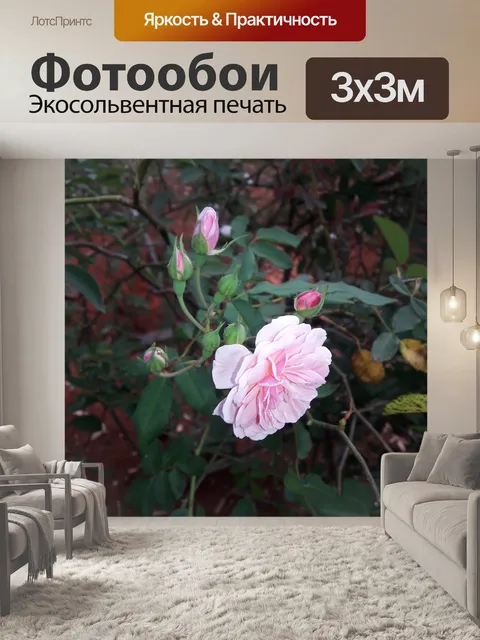 Фотообои Роуз