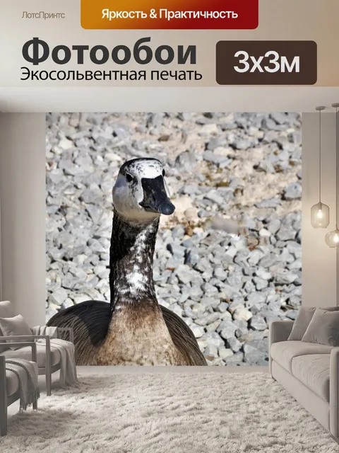Фотообои Домашний гусь смотрит в камеру