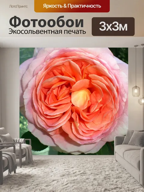 Фотообои Роза