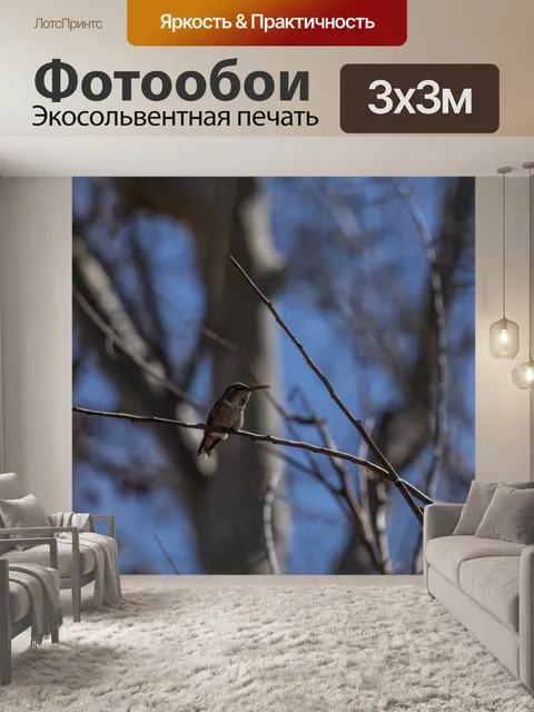 Фотообои Колибри сидел