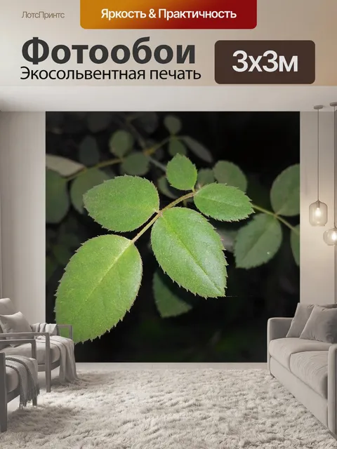 Фотообои Листья розы