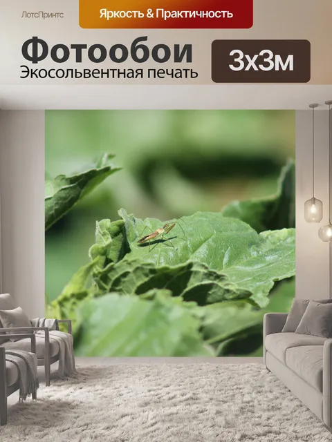 Фотообои Зелус Ренардии