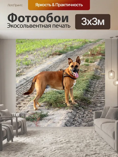 Фотообои Собака