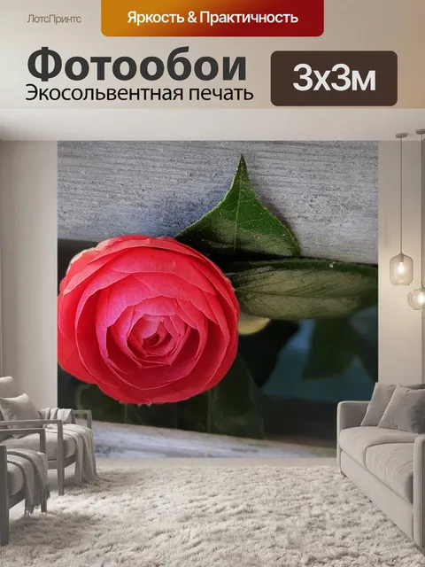 Фотообои Роза