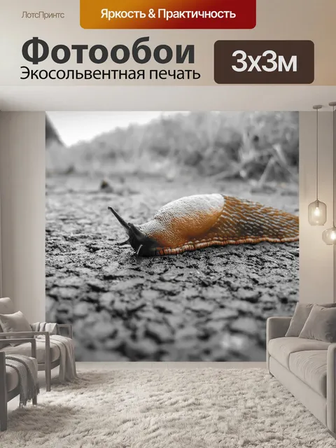 Фотообои Улитка