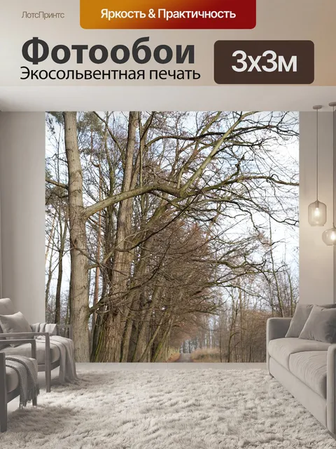 Фотообои Лес