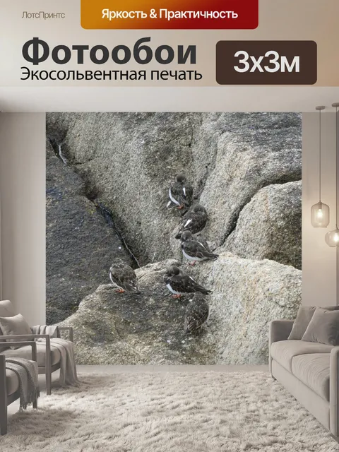 Фотообои Группа птиц на скалах