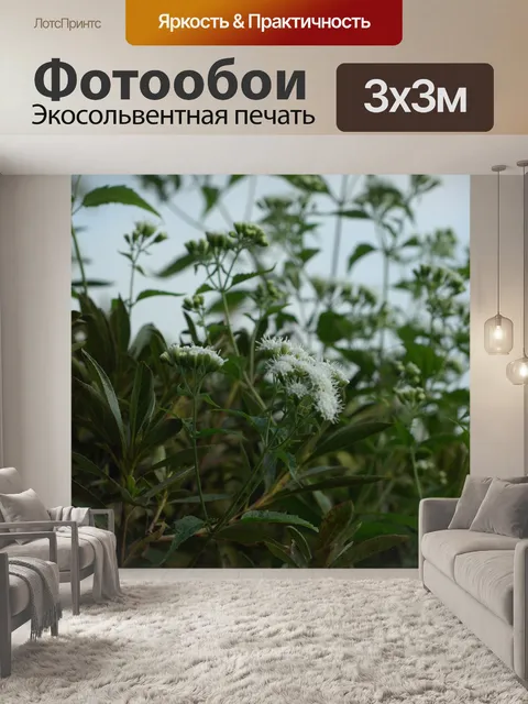 Фотообои Цветы