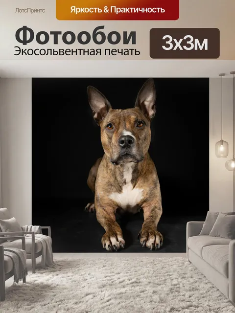 Фотообои Собака