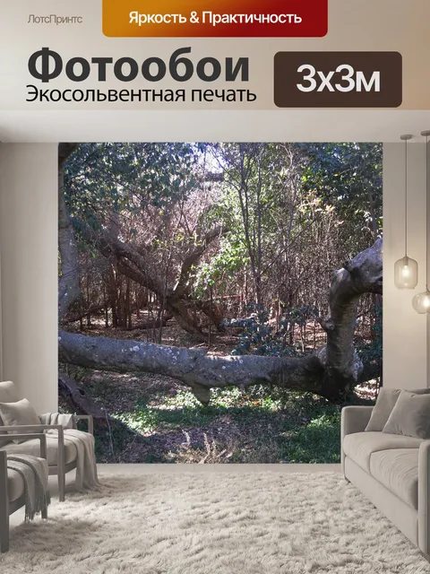 Фотообои Комплексная магистральная и разветвленна