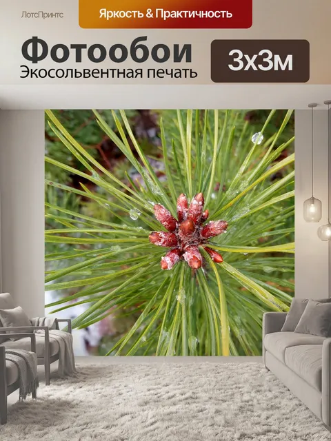 Фотообои Сосна