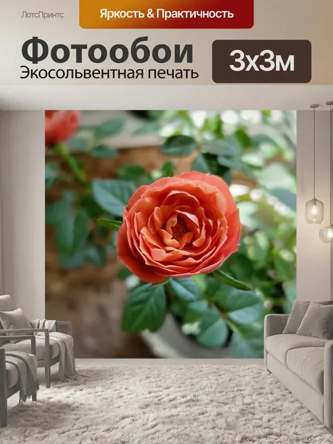 Фотообои Оранжевые розы