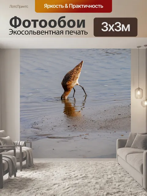 Фотообои Морская птица, копающая песчаных крабов