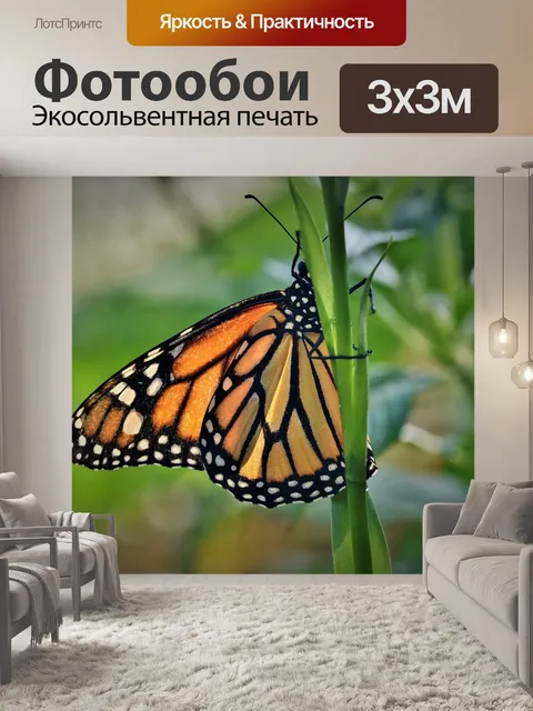 Фотообои Бабочка