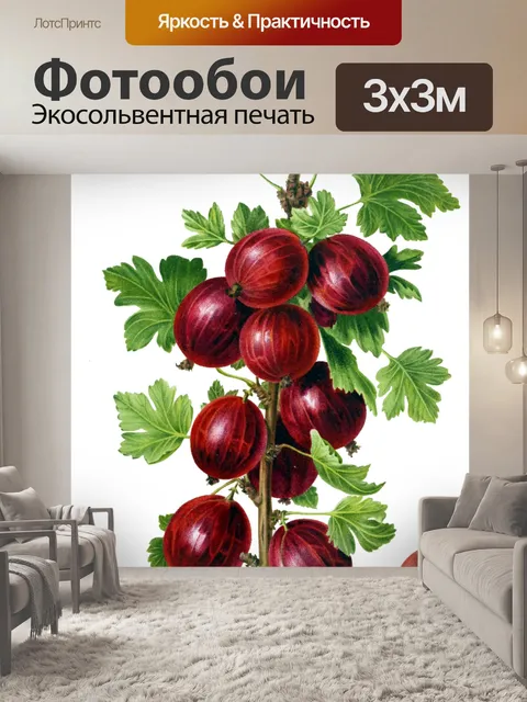 Фотообои Крыжовник Винтаж Иллюстрация