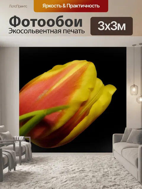 Фотообои Тюльпан