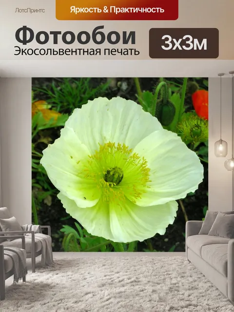Фотообои Белый цветок