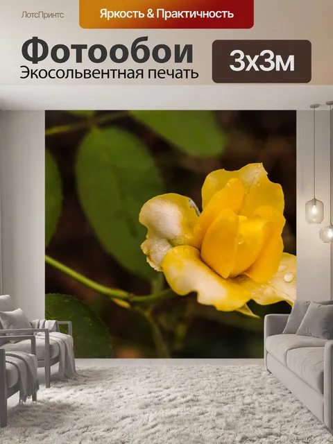 Фотообои Роза в саду