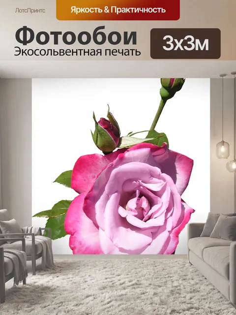 Фотообои Роза