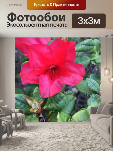 Фотообои Розовый