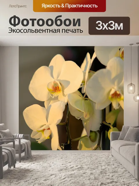 Фотообои Орхидея
