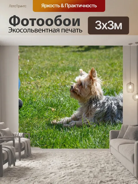Фотообои Собака